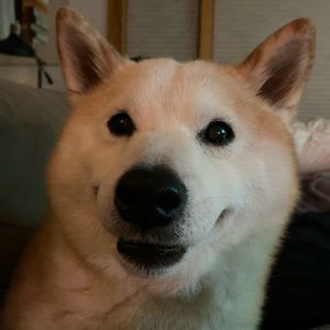 Meet your Posher, Tom